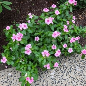 Meet your Posher, Lucy